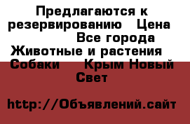 Предлагаются к резервированию › Цена ­ 16 000 - Все города Животные и растения » Собаки   . Крым,Новый Свет